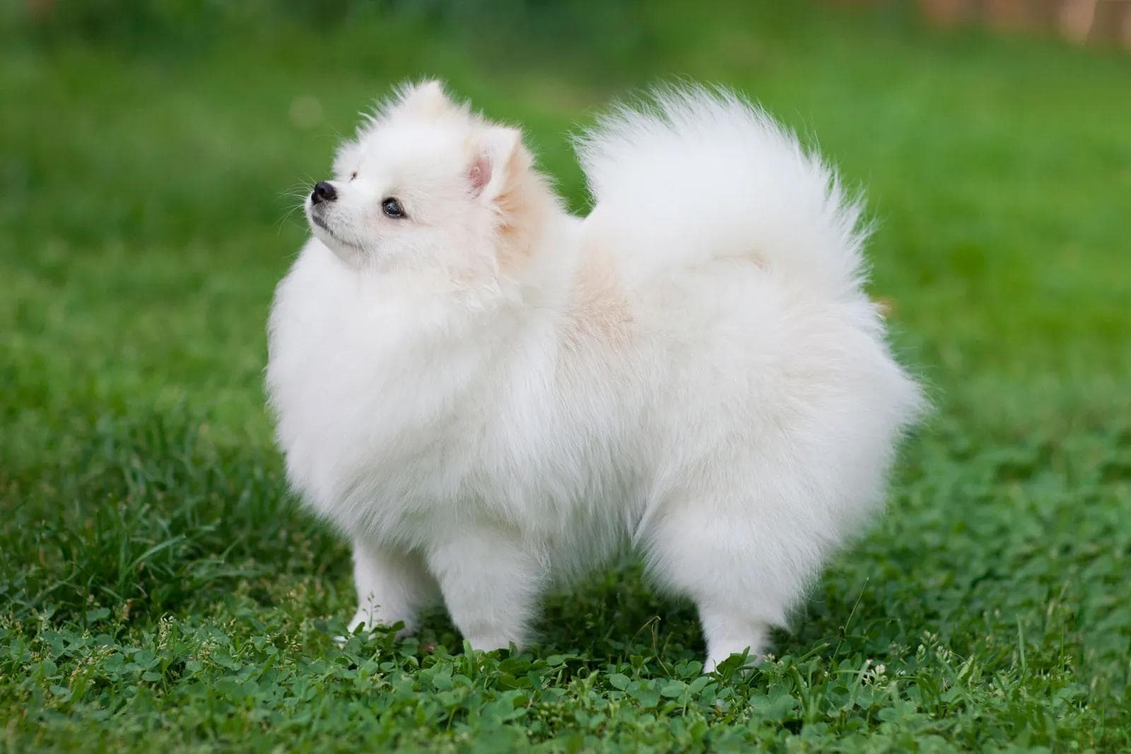 博美犬有哪些特别的养护需求