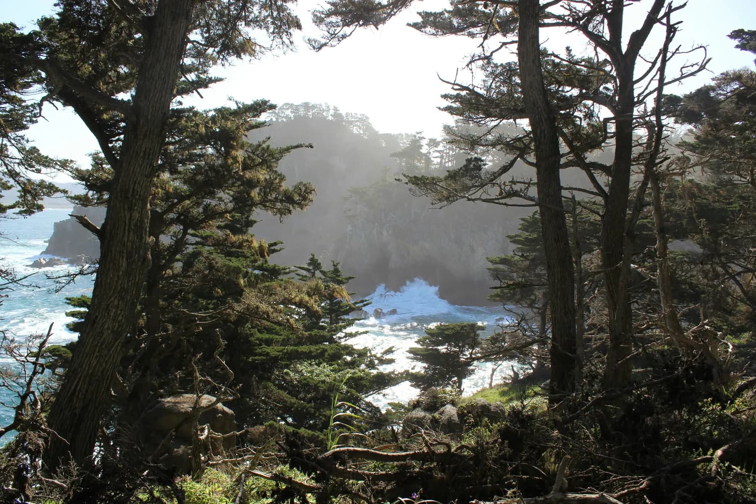 爱德怀-松树湾：加州自然探险胜地