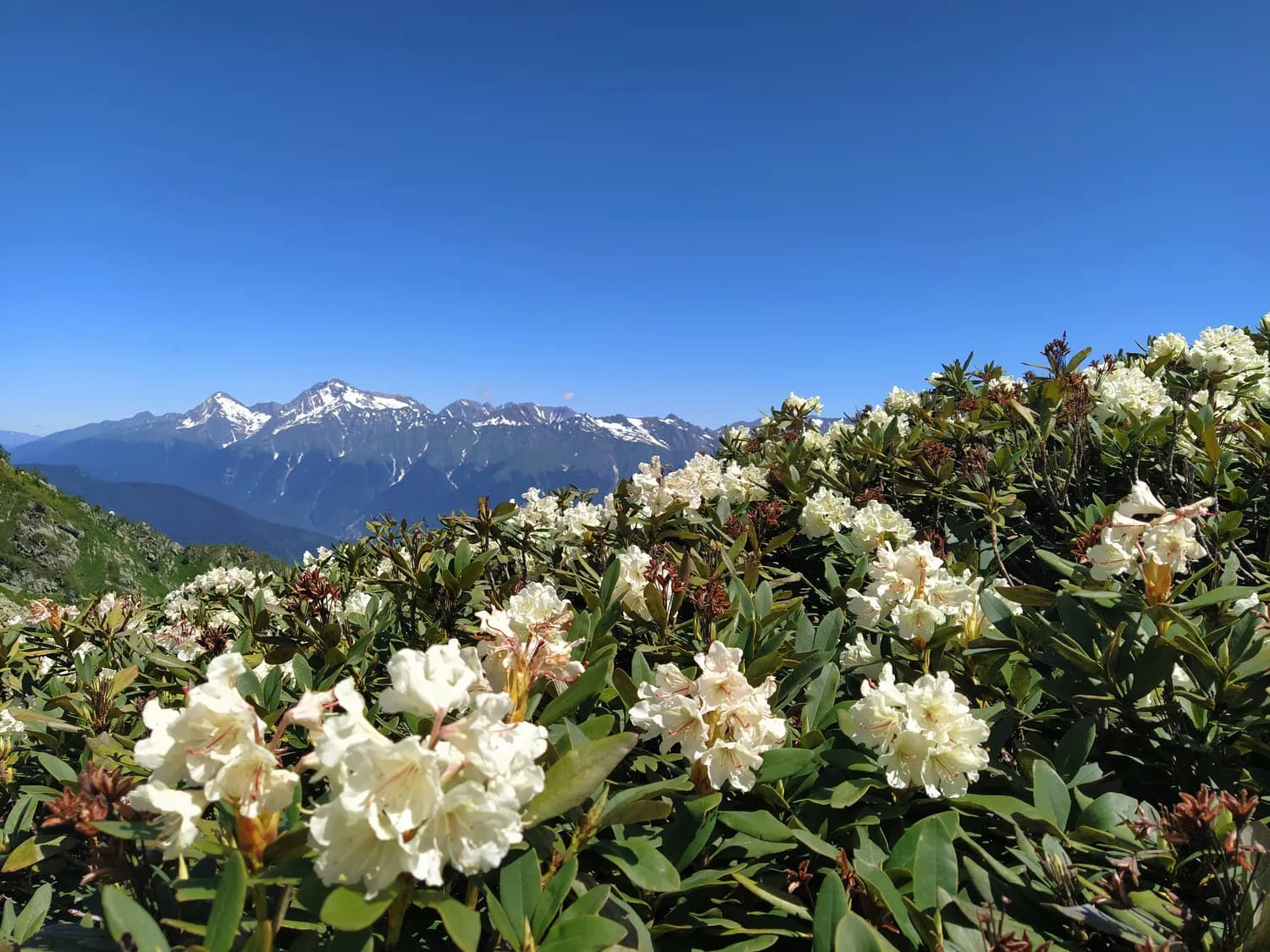 神农架杜鹃花海：3253平方公里的绝美花事盛宴