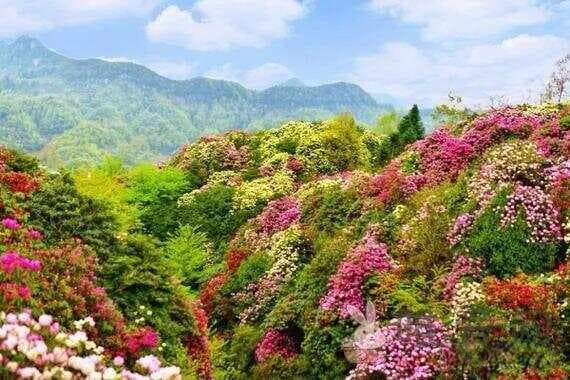 贵阳百里杜鹃几月开？揭秘那片绚烂花海的秘密时光