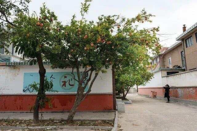 家有院子，门前一定要种棵树，适合种门前的4种树，选一棵种上吧