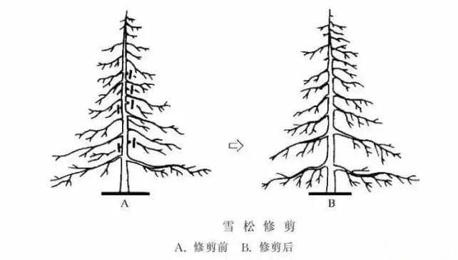 乔木、灌木、藤本植物养护技术规范及管理要点