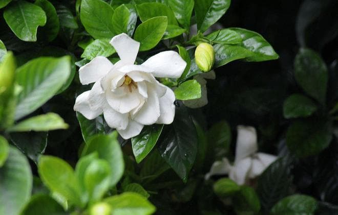 你还在苦等栀子花绽放吗？这些花期知识与催花技巧或能帮你