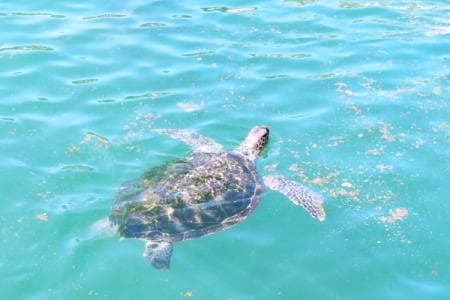 惠州海龟湾旅游区：亚洲大陆架唯一的国家级海龟自然保护区