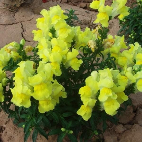 广东适合的花卉品种，五彩斑斓的种类有这些