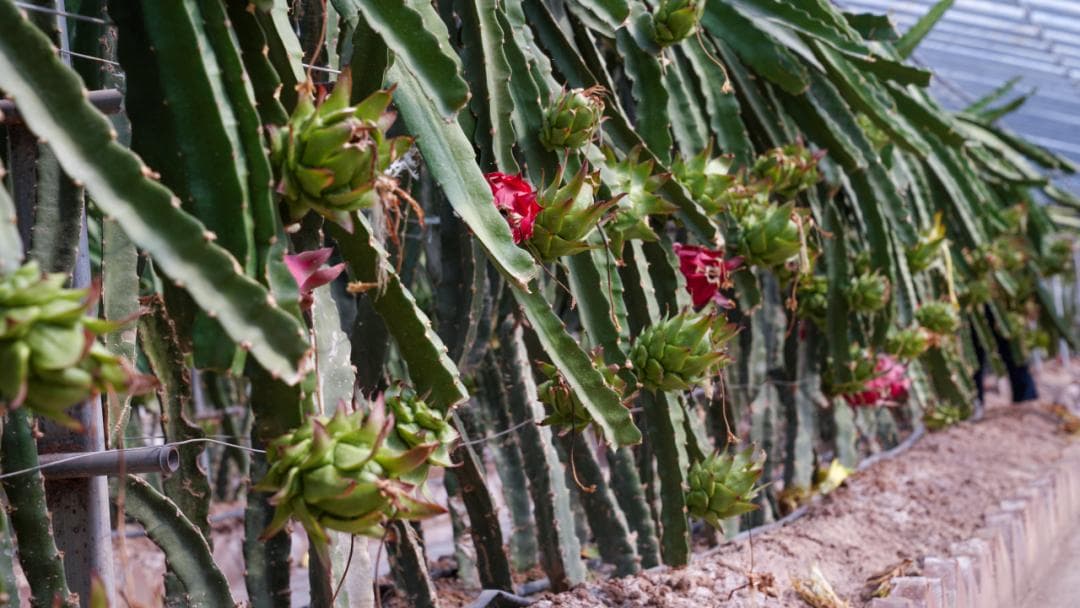 新疆伽师县：火龙果首次种植成功，每公斤收购价达28元