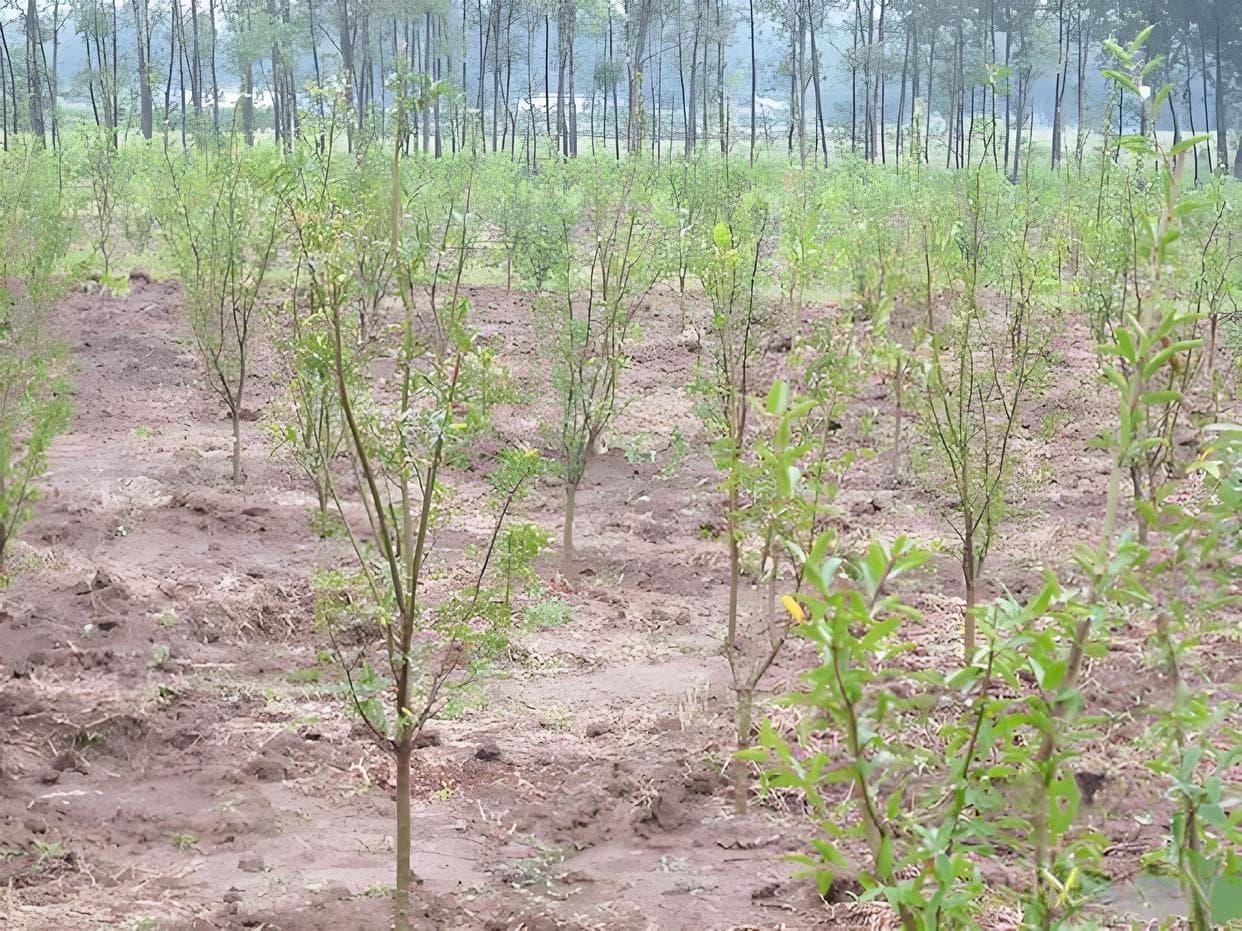 从选苗到结果：石榴树种植与管理技术详解