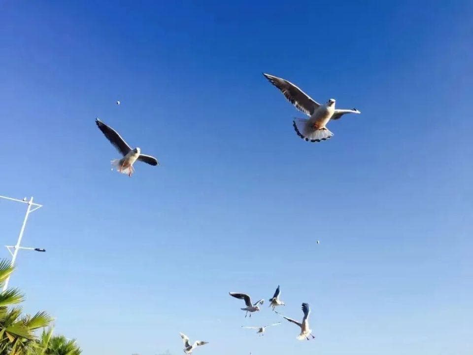 昆明迎来观鸥季：海埂大坝、翠湖等12处观赏点详解