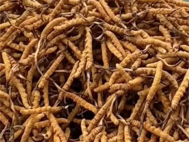 冬虫夏草的生长环境与生长周期