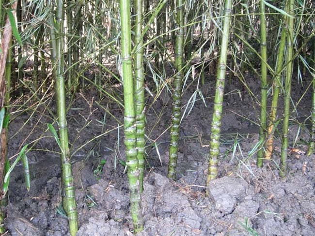 家里可以种竹子盆景吗？一文详解竹子盆景的种植与养护