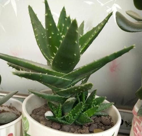打造漂亮芦荟，这些养护技巧不容错过！（芦荟怎么养好看？跟着这15个步骤搞定！）