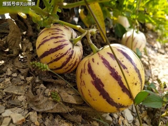 人参果种子种植时间和方法详解