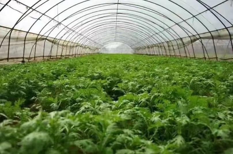 南阳艾草文化：传统智慧的现代启示