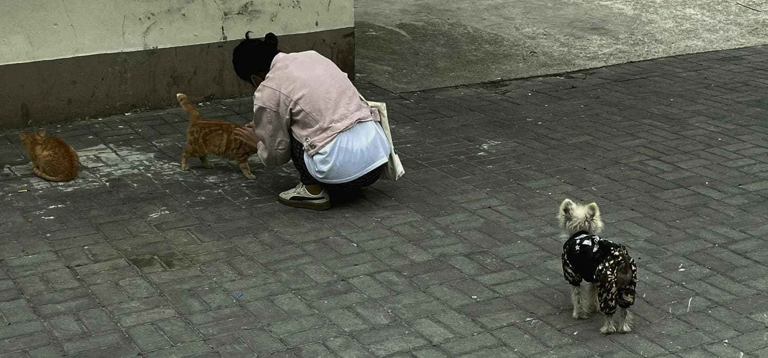养流浪猫，治愈你的小心心🐱✨