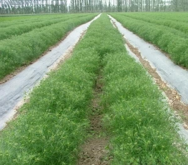 茴香种植全攻略：从播种到养护的完整指南