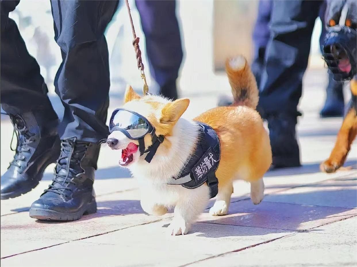 柯基也能当警犬？“汪汪队”比你想得厉害多了