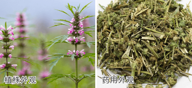 益母草长什么样