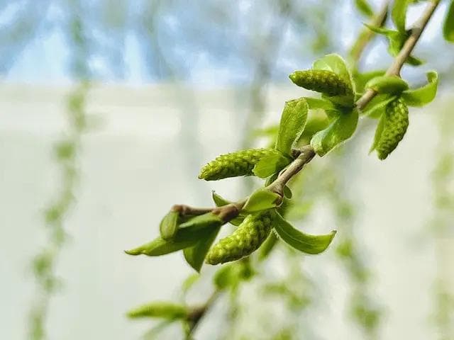 春天养生好时节，这些中药材你不能错过！