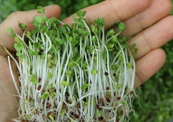 NATURE子刊最新发现：西蓝花有助于控血糖，但有个前提……