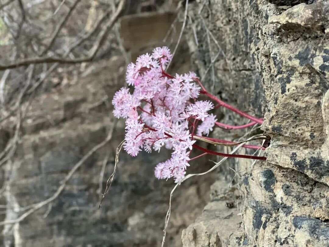 什么是知识社会学？
