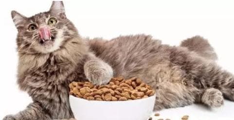 猫咪的营养需求（分析猫咪的饮食选择，以及提供适当营养所需的量和类型）