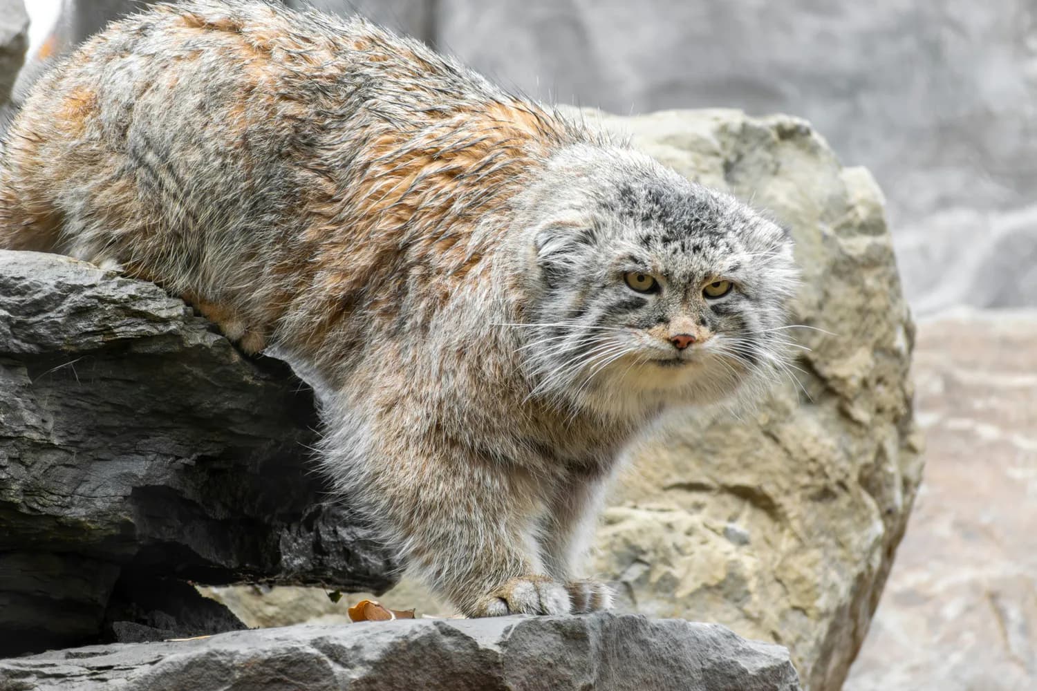 猫屎咖啡背后的残酷真相：动物福利与行业乱象
