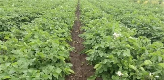 土豆种植条件：土壤、温度、湿度、光照与通风的五大要求