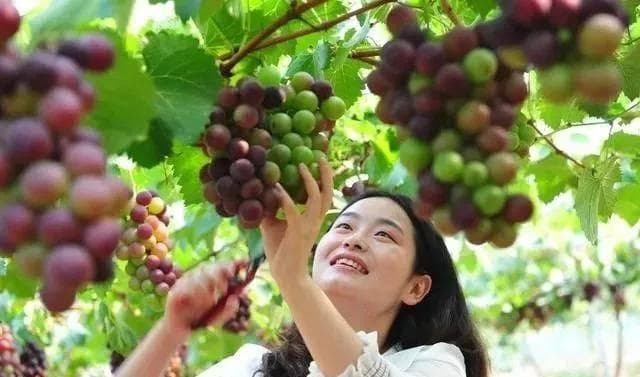葡萄嫁接技术详解：时间、砧木选择与管理要点