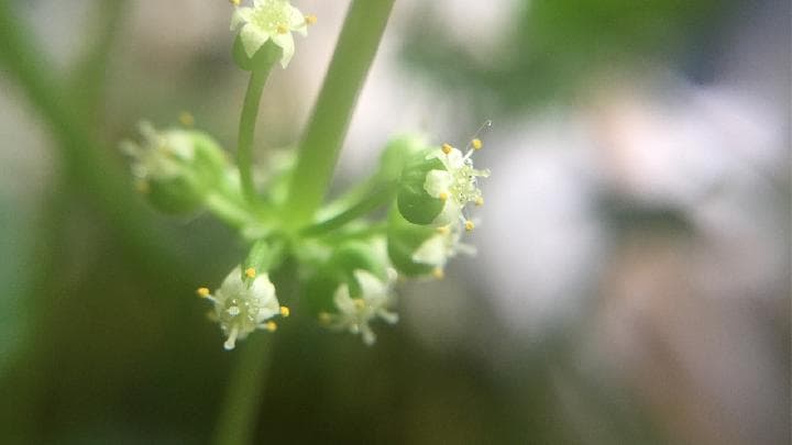 金钱草颗粒的功效与作用