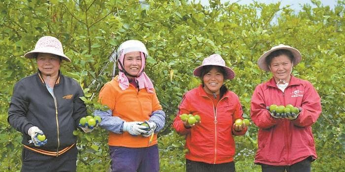 春分时节岭南果飘香：广东特色水果上市助农增收