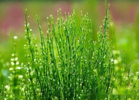 竹节草养殖全攻略：从土壤到功效的全方位指南