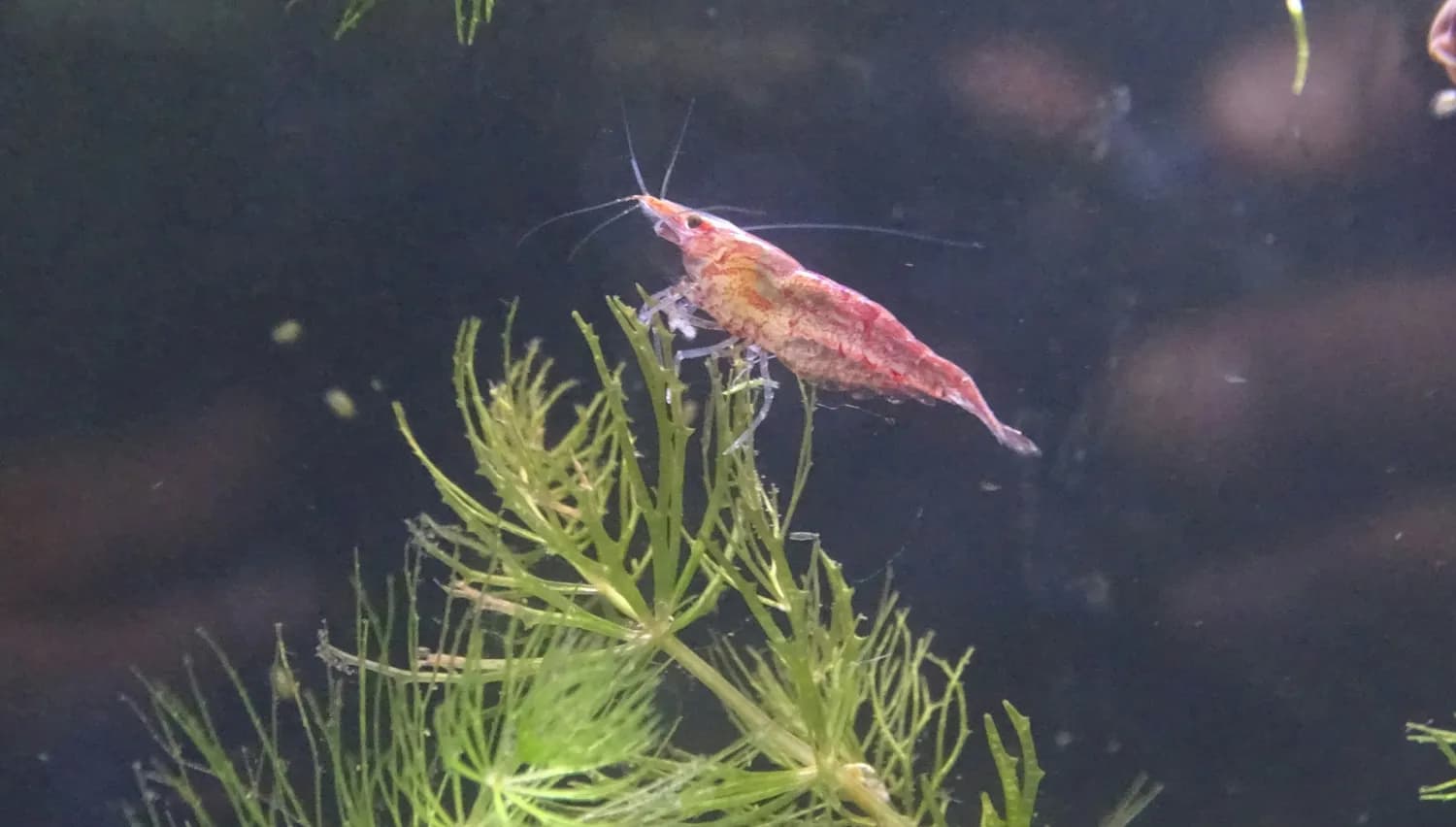 齐齐哈尔家庭小型水族箱养虾技巧分享