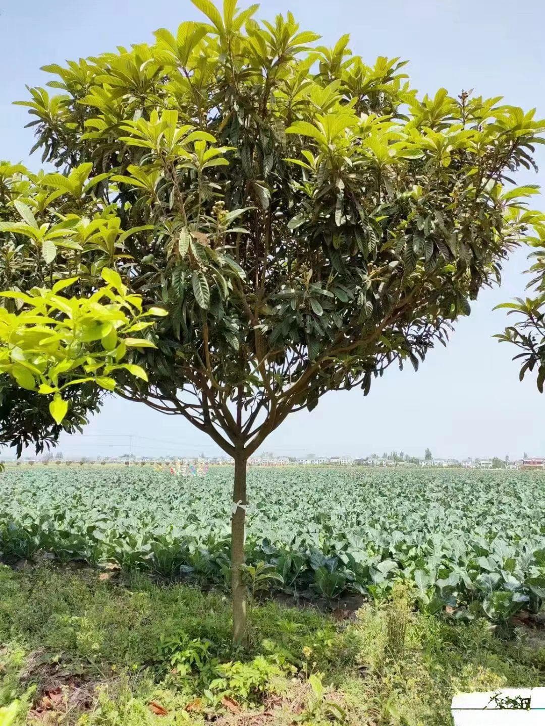 枇杷树：一种兼具观赏与实用价值的植物