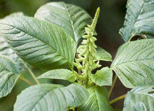 苋菜长什么样子：从茎叶到种子的全面解析