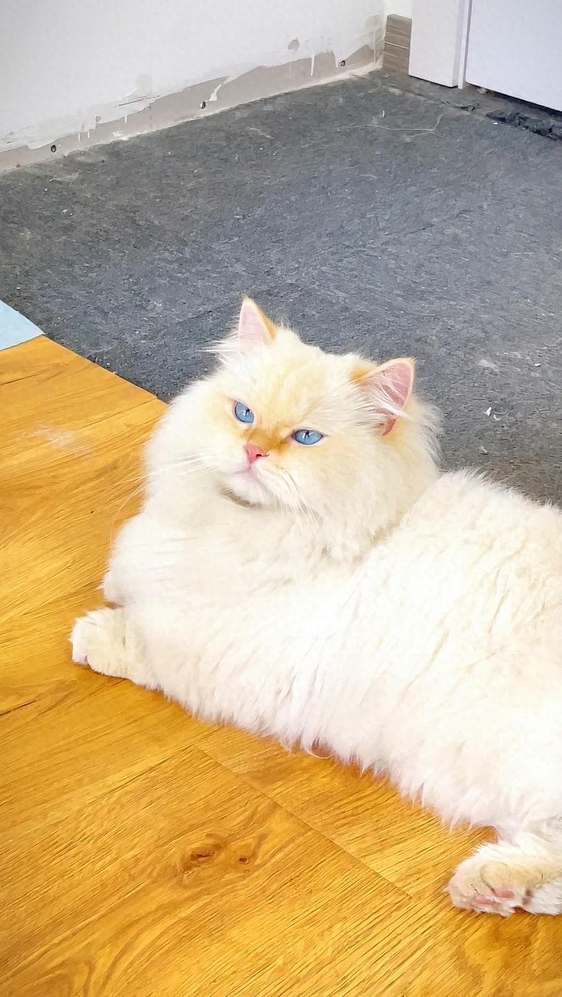 猫咪小科普：关于牙齿脱落的原因及解决方案