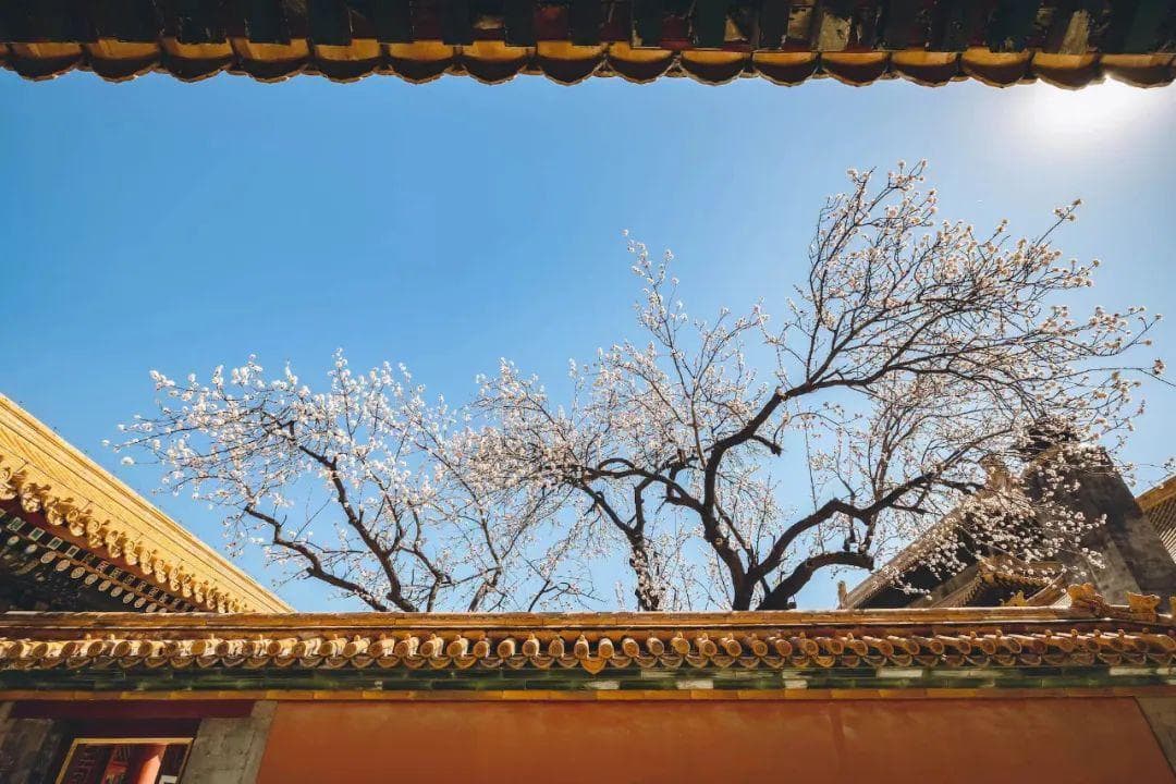 万紫千红总是春，故宫春日赏花指南