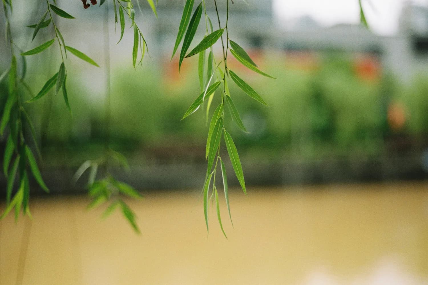 折柳送别：古人离别时的浪漫仪式