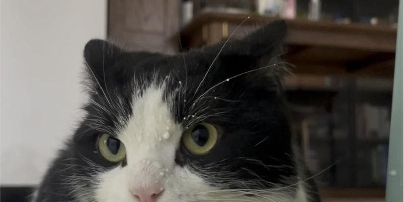 猫咪能不能喝牛奶？（了解猫咪喝牛奶的影响及正确的饮食安排）