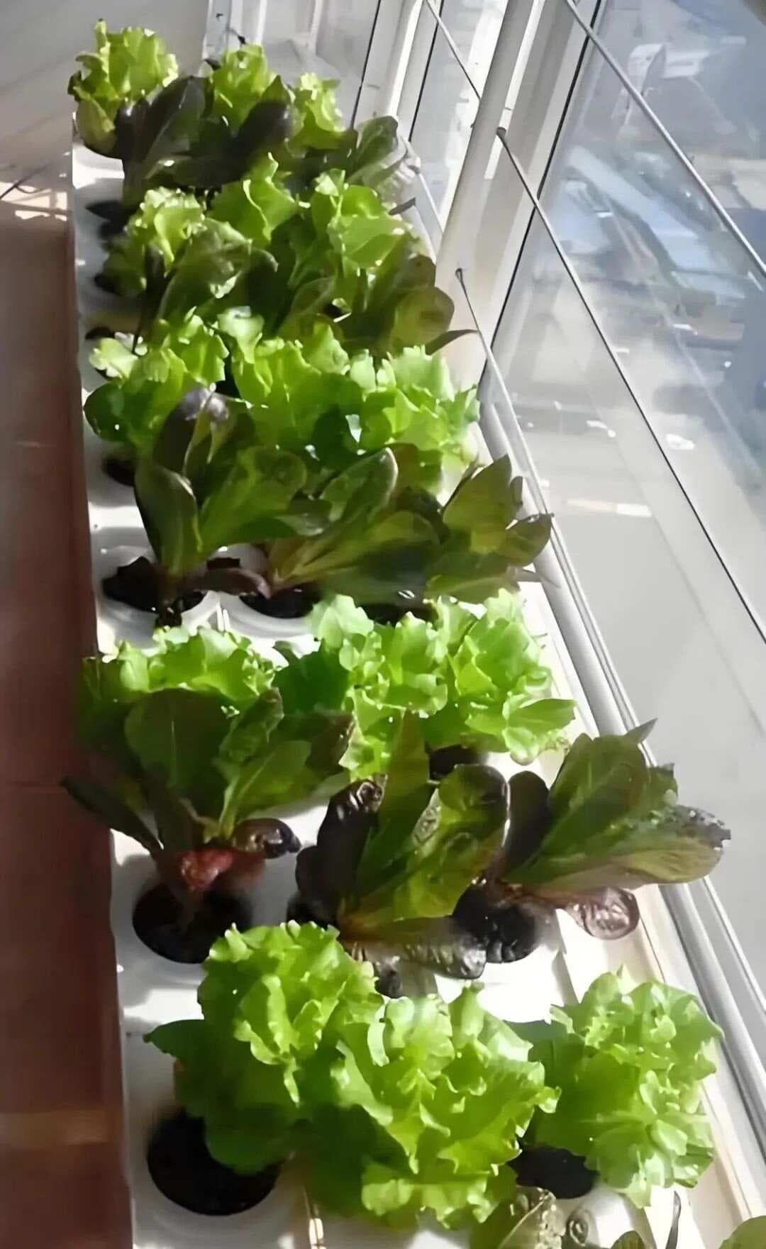 在家水培各种植物，教你如何水培植物