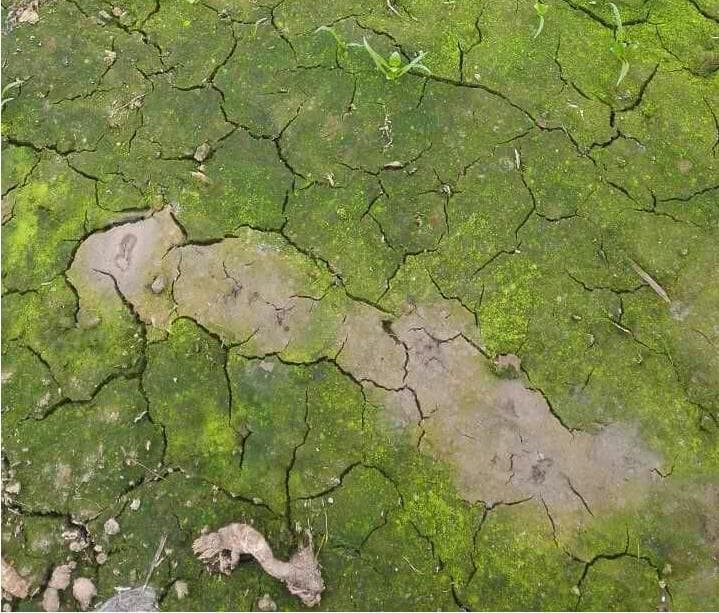 如何解决大棚种植长青苔问题