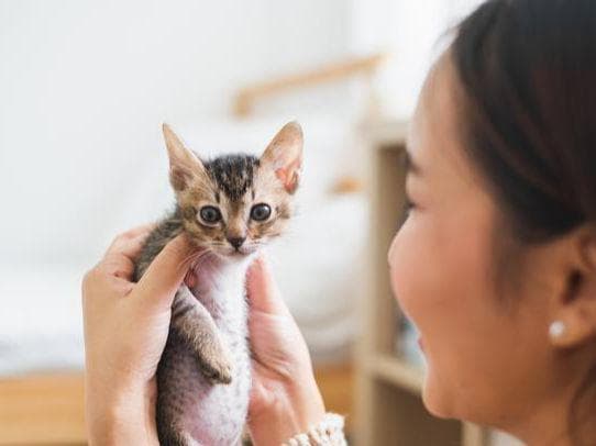 从 “无孩爱猫女” 看新时代女性价值观转变与美业发展
