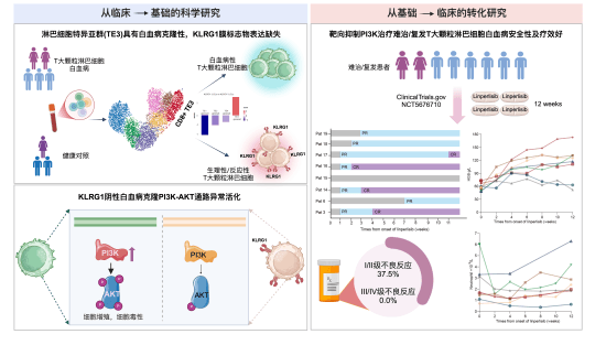 中国学者破解一类罕见白血病诊疗难题，创新疗法获国际权威期刊发表