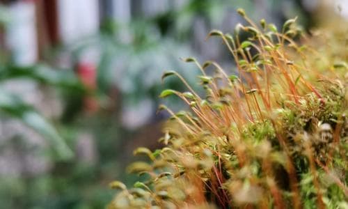 苔花的外貌、分类、生长环境、生长习性、繁殖方式等详细介绍