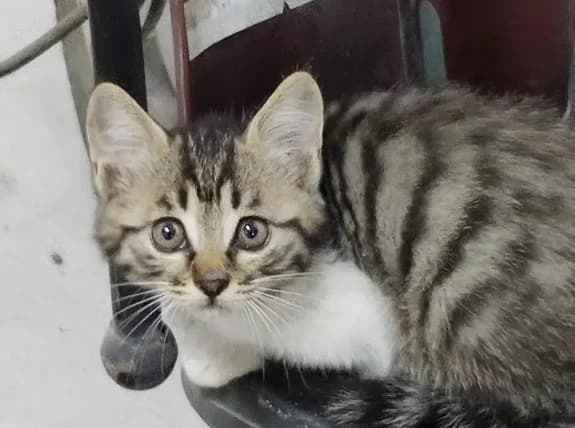 狸花猫的优缺点，不了解它，怎么做合格的主人