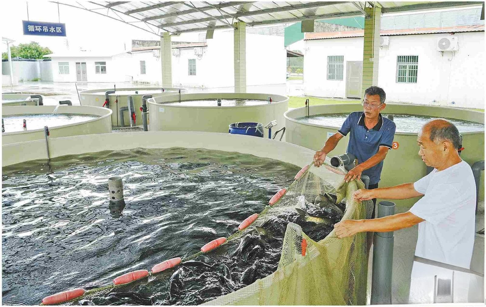 一条鱼的大湾区供应之旅：湖镇镇的水产产业链创新实践