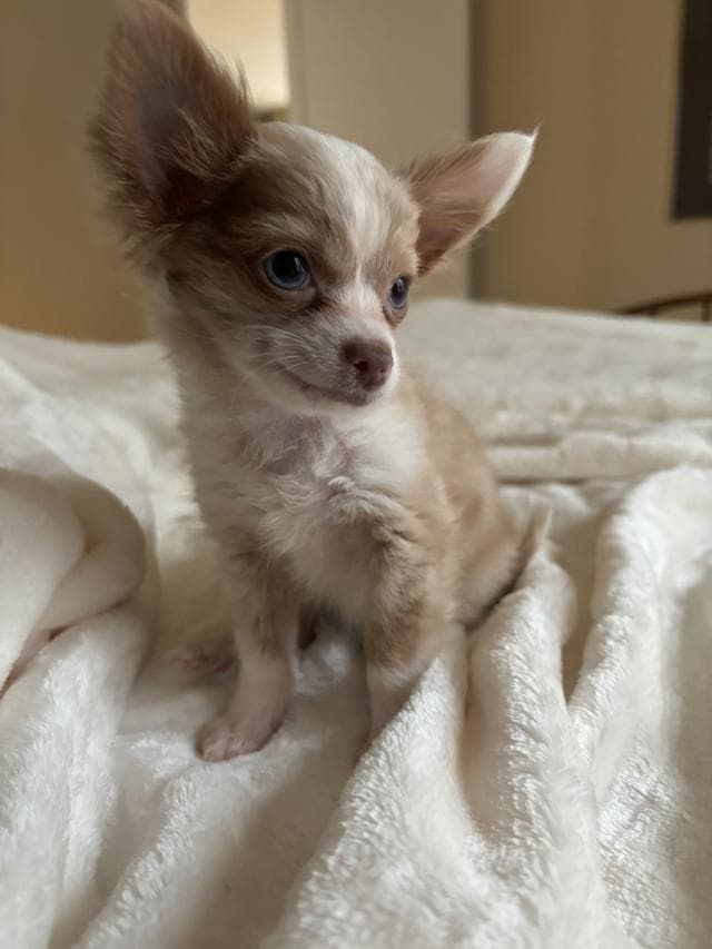 吉娃娃好养吗？优缺点有哪些