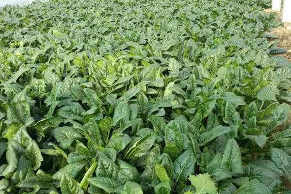 春季种植蔬菜注意事项 温度、肥料、雨水和病虫害都需关注
