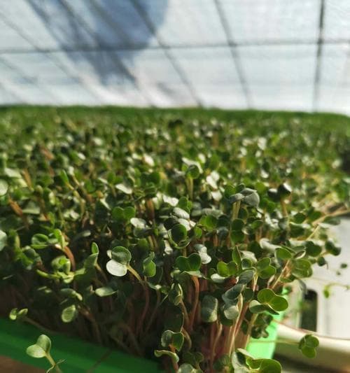 如何种芽苗菜（芽苗菜的种植技巧及注意事项）