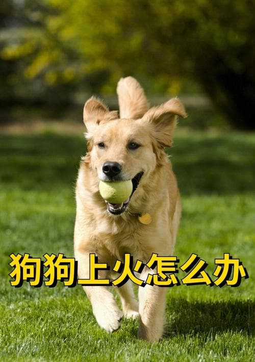 15个迹象表明你的狗狗可能生病了
