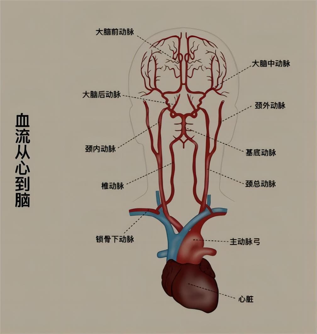 脑血管的“堵”与“漏”：认识脑中风的不同类型
